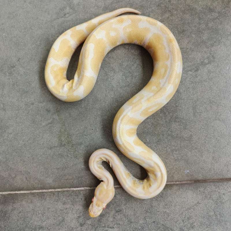 (F) Albino Pastel Het Clown