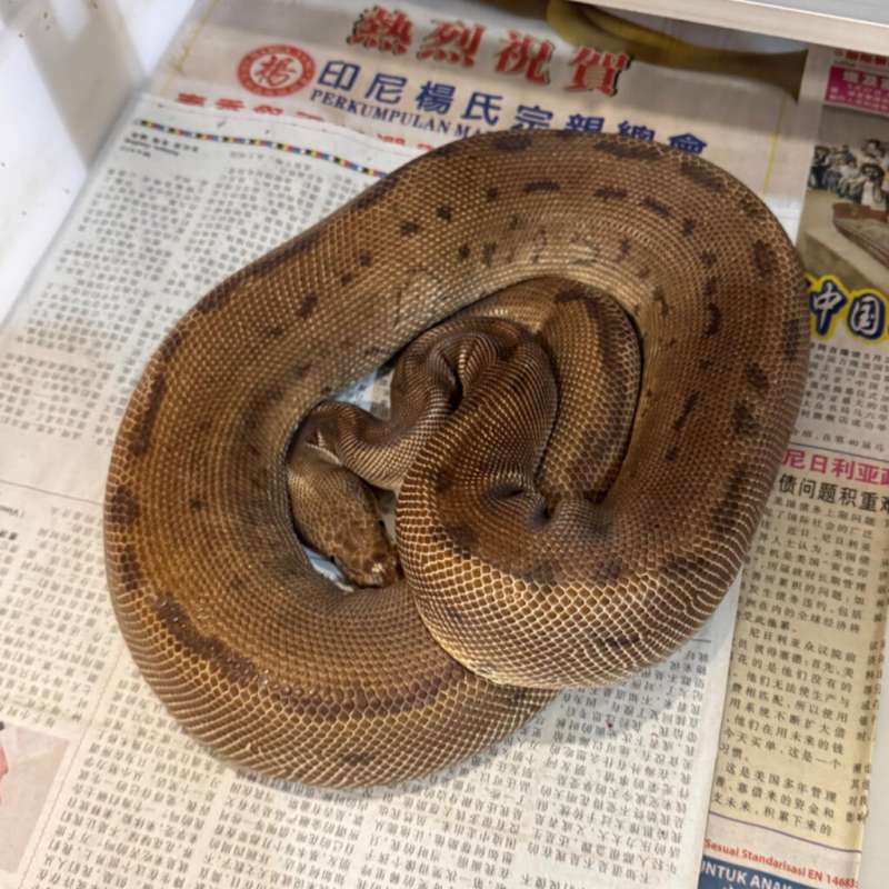 LEOPARD PINSTRIPE CLOWN FEMALE ADULT PROVEN