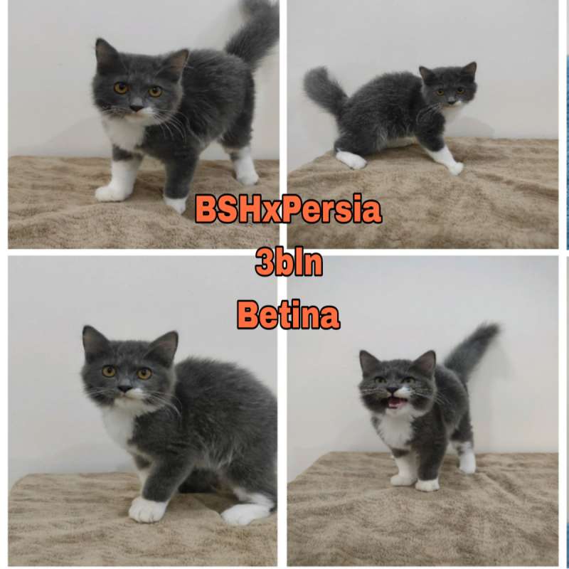Kucing Persia x Bsh (Bicolor)