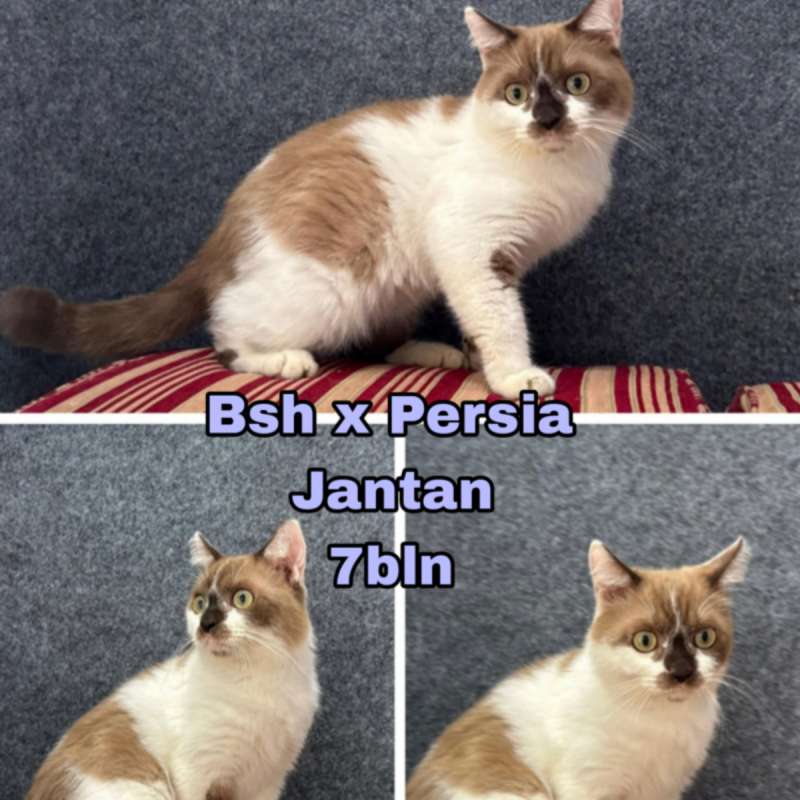 Kucing Bsh mix (cinnamon)