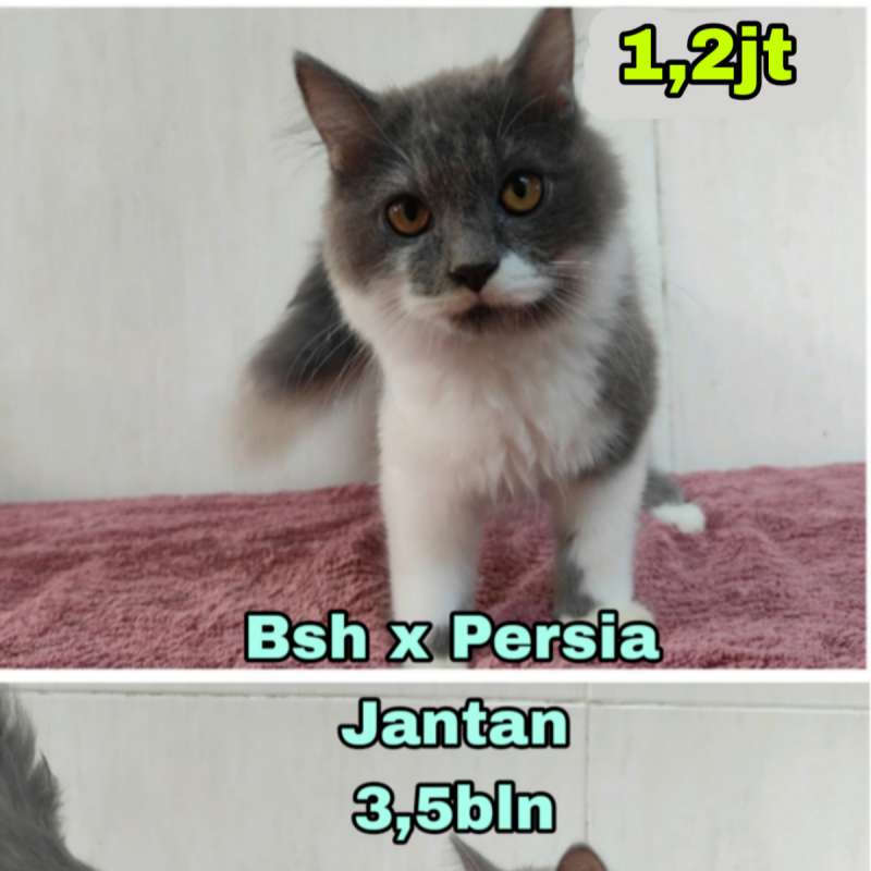 Kucing Persia x Bsh (Bicolor)
