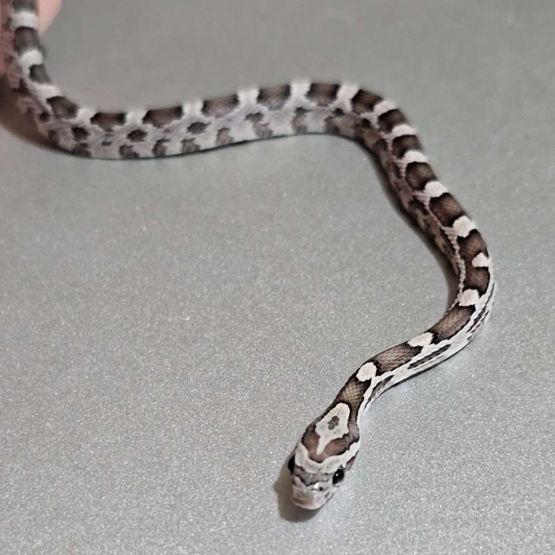 Cornsnake Anery +