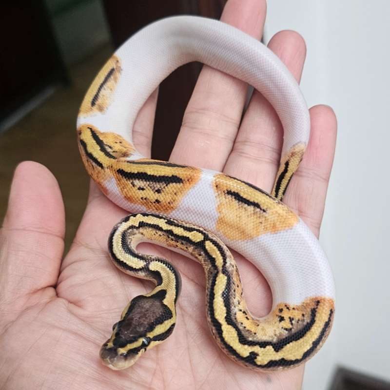 PIED PASTEL HET LAVENDER POSS HET CLOWN