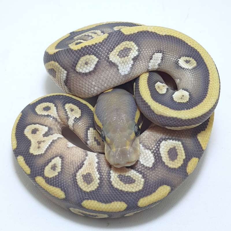 HYPO MOJAVE