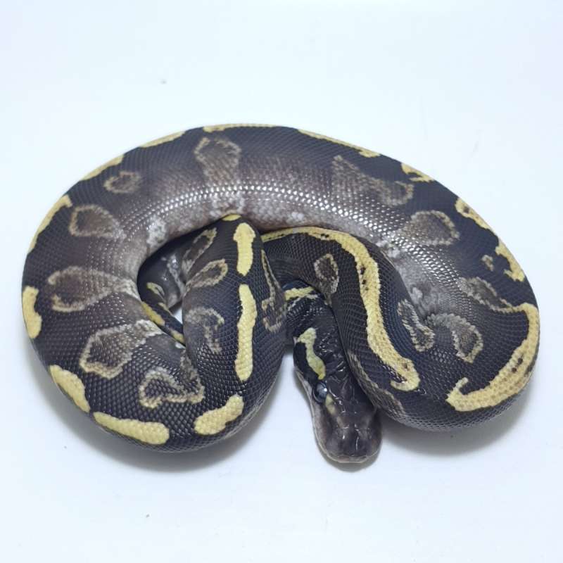 GHI MOJAVE HET HYPO