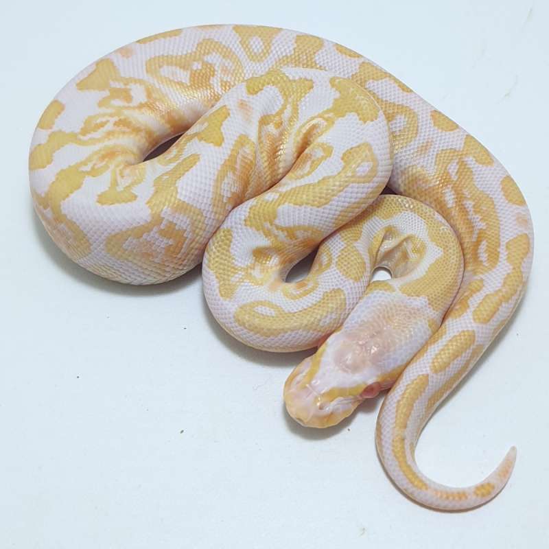 GHI ALBINO