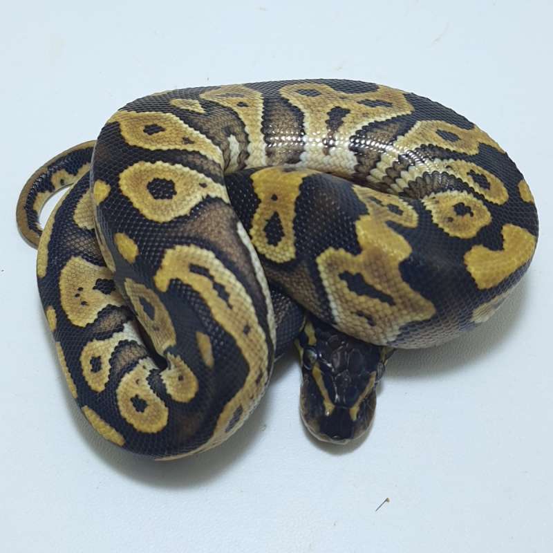 MOJAVE HET HYPO