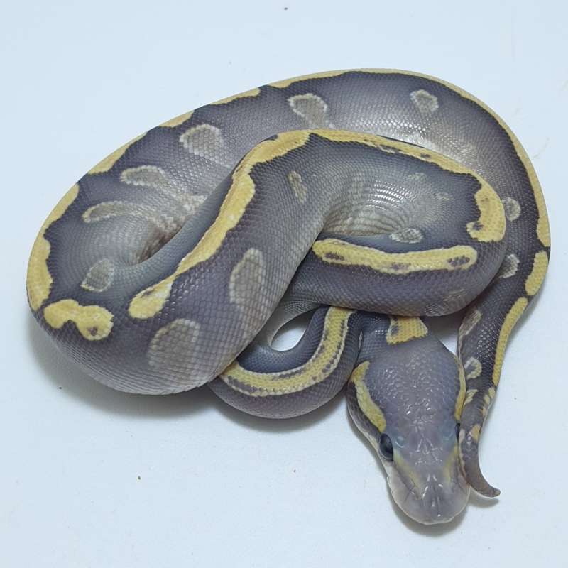 MOJAVE GHI HYPO