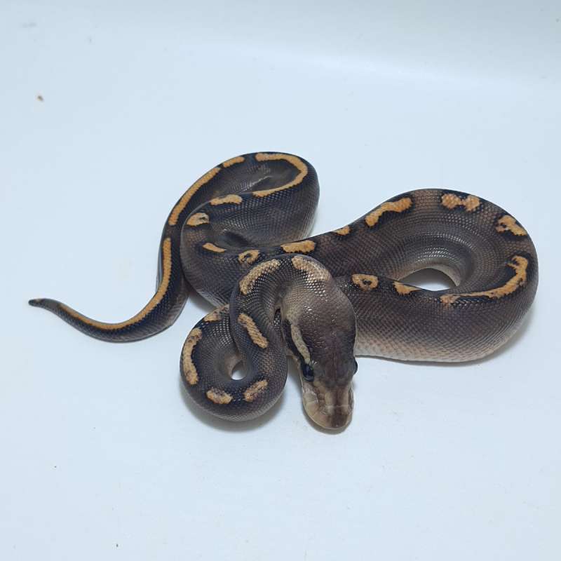 CINNAMON GHI DESERT GHOST