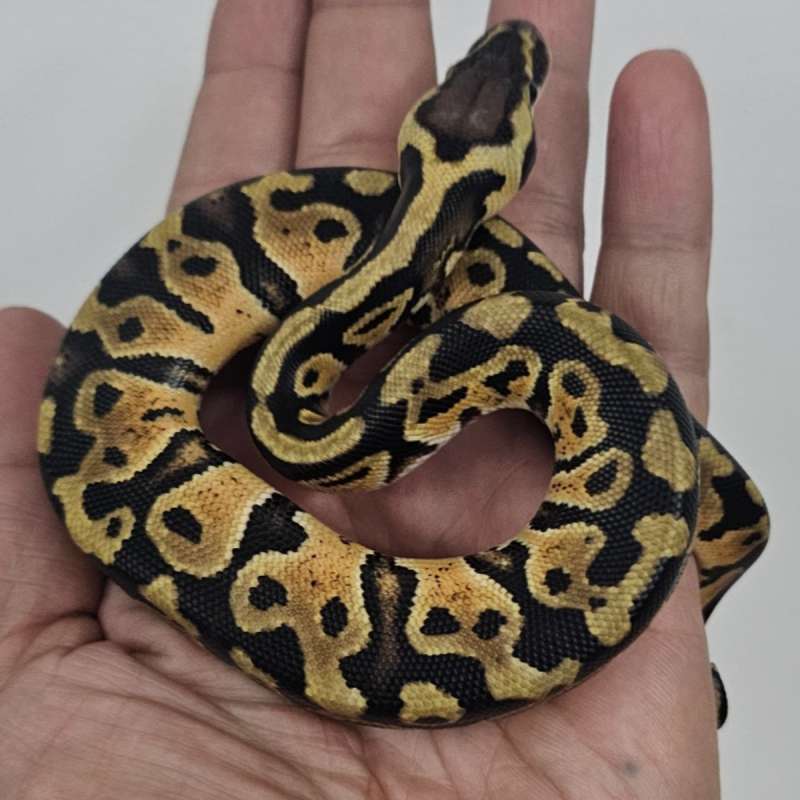 PASTEL HET CLOWN
