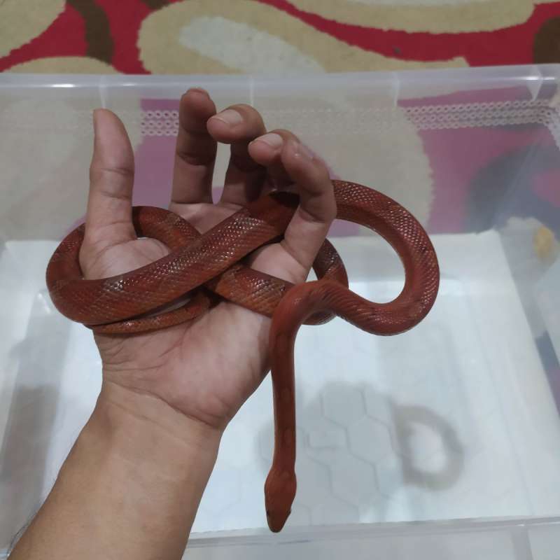 Cornsnake Diffused Het Amel PH Ultra