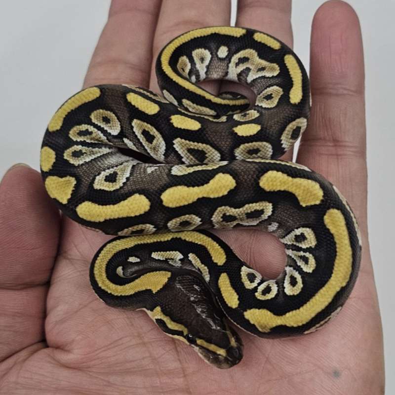 MOJAVE HET CLOWN POSS HET LAVENDER