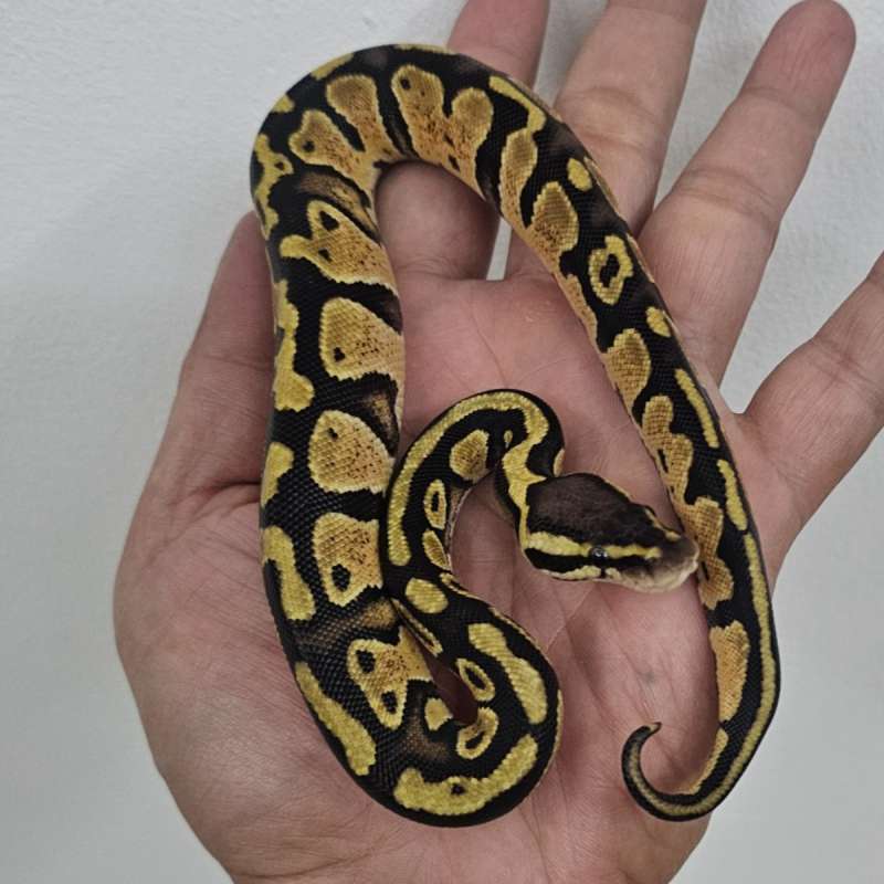 PASTEL DOUBLE HET PIED LAVENDER POSS HET CLOWN