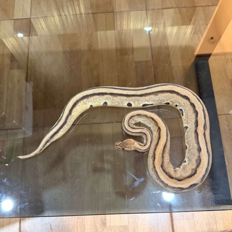 Orange dream genetic stripe