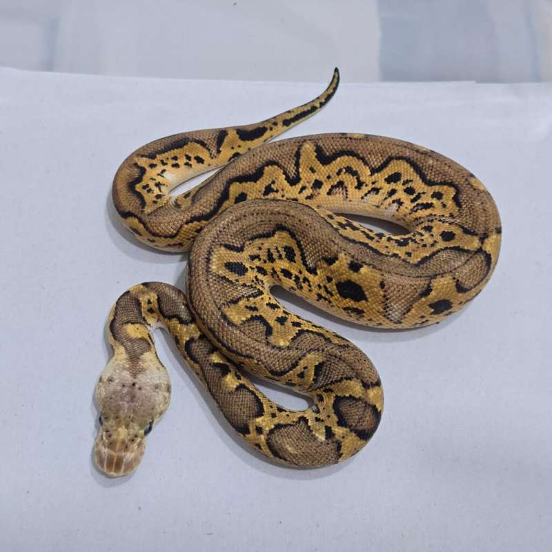 F Pastel Black Head Clown