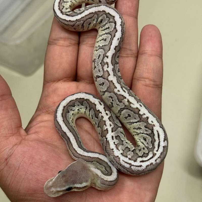 M. Supas Mojave Pinstripe Vpi Axanthic