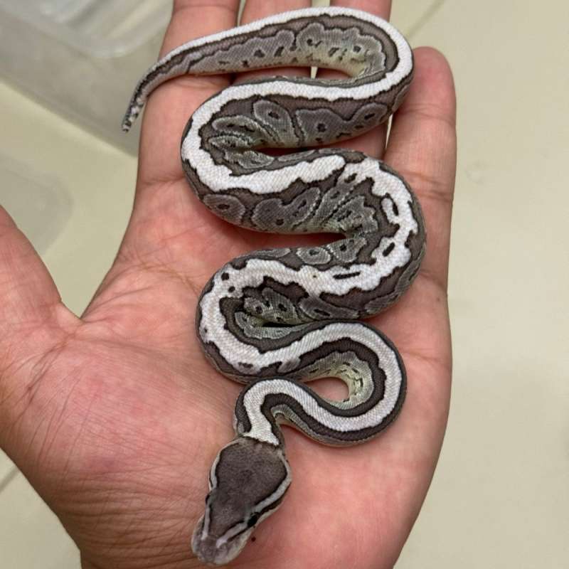 F. Mojave Pinstripe VPI Axanthic