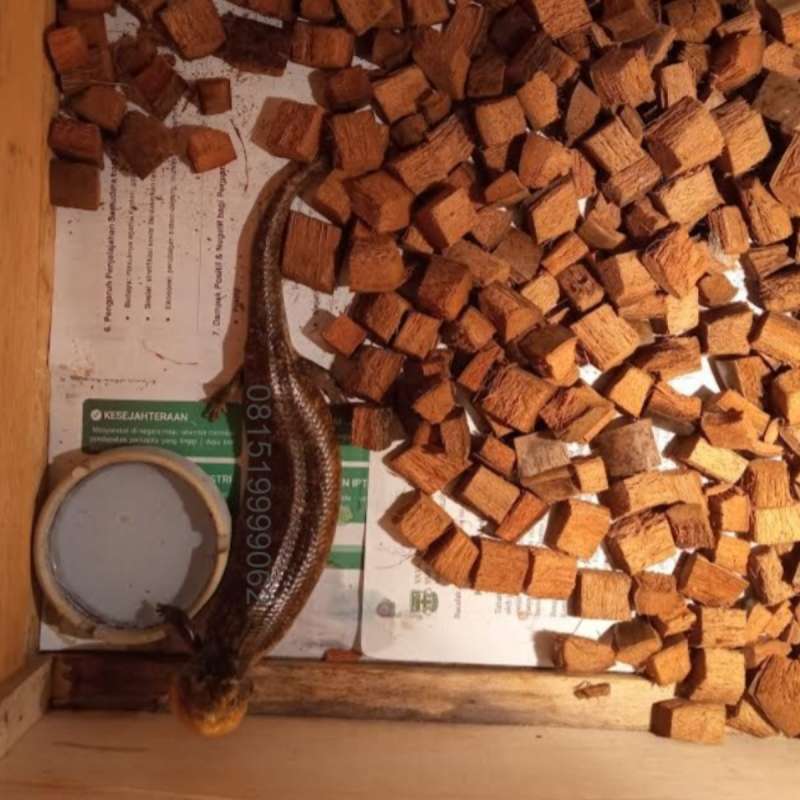 Blue Tongue Skink Tanimbar 40cm