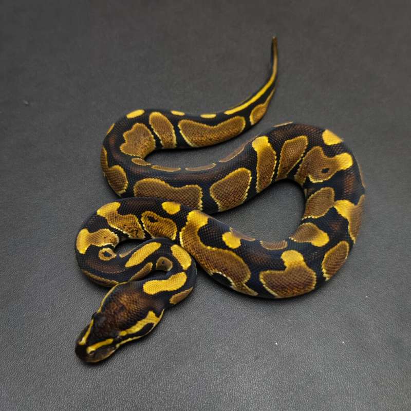 Enchi Female kode A