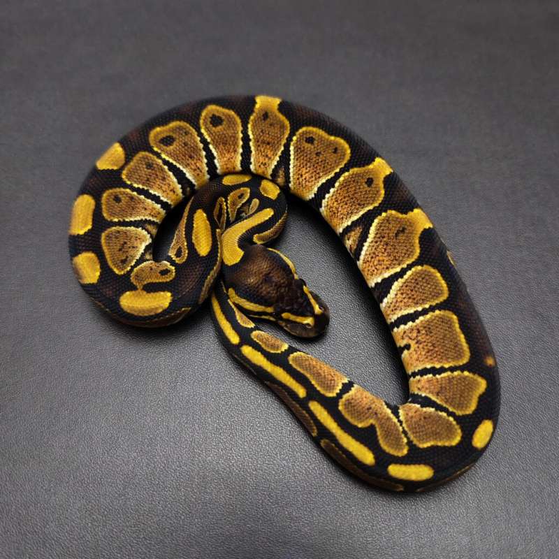 Enchi Female kode B