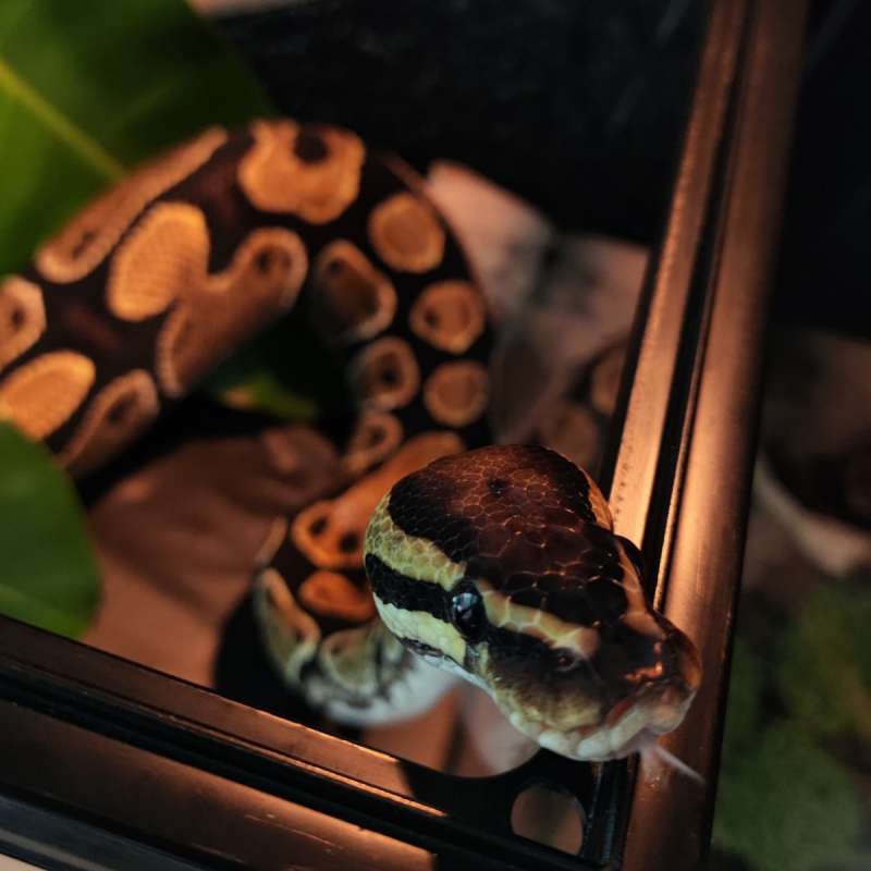 Yellow Belly HET Albino