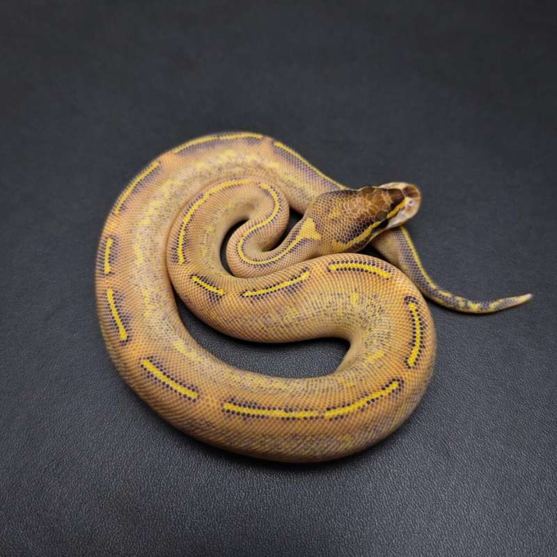 Highway Female (kode B)