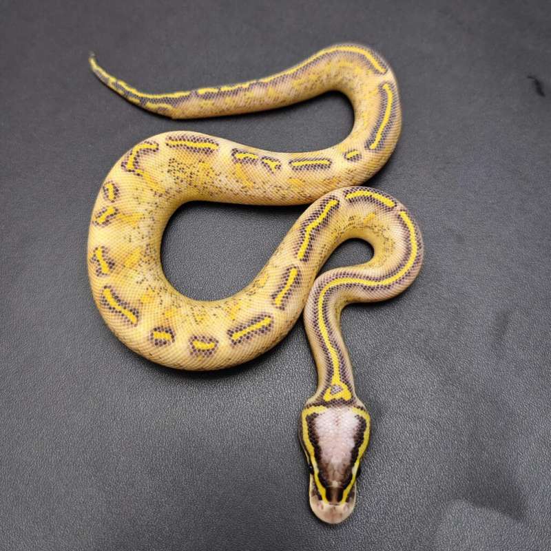 Pastel Freeway Male