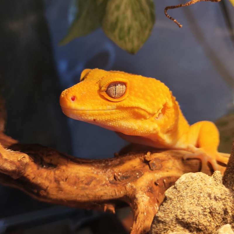 Gecko SUNGLOW Pair