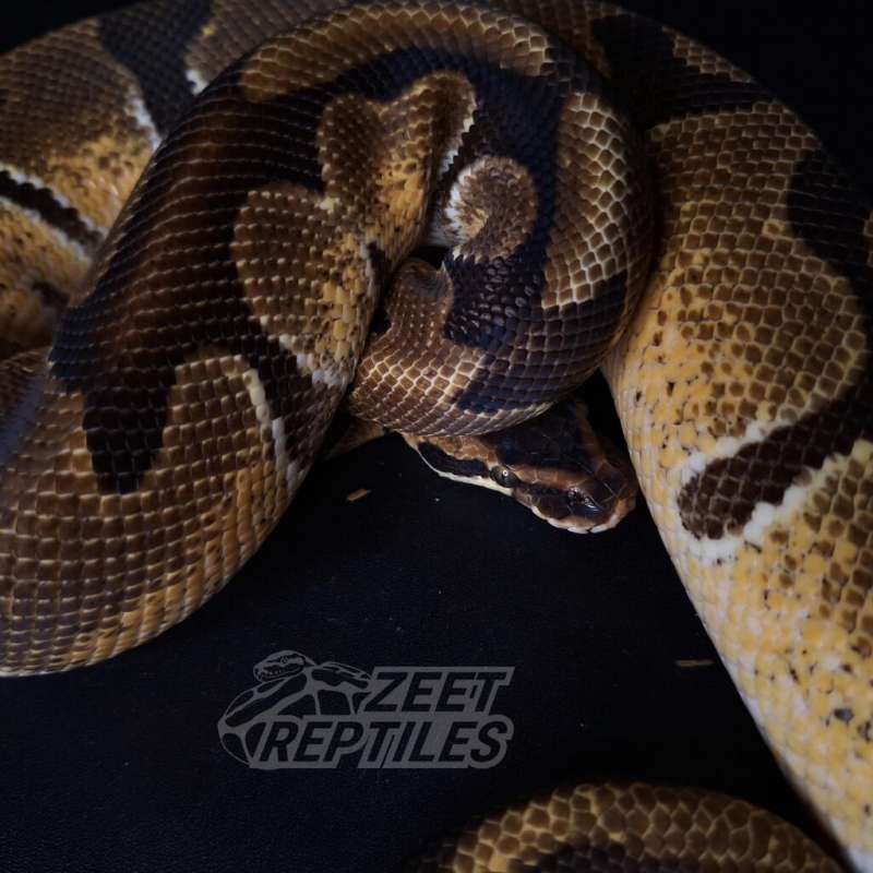 M (3 Gen) Proven - OD YB Enchi Het Pied Het Albino