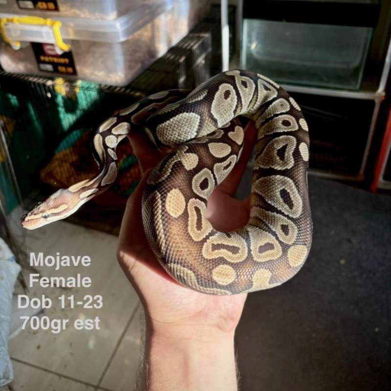 Mojave Female Adult PH Pied