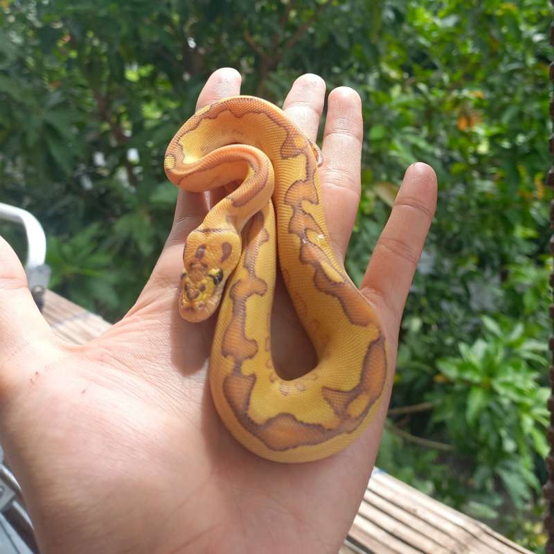M Banana yb lesser clown
