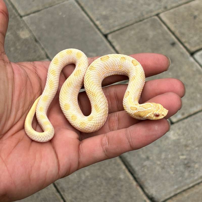 Hognose Albino Arctic Conda