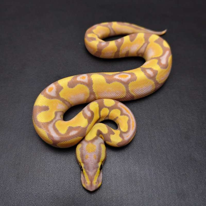 Banana Enchi Male