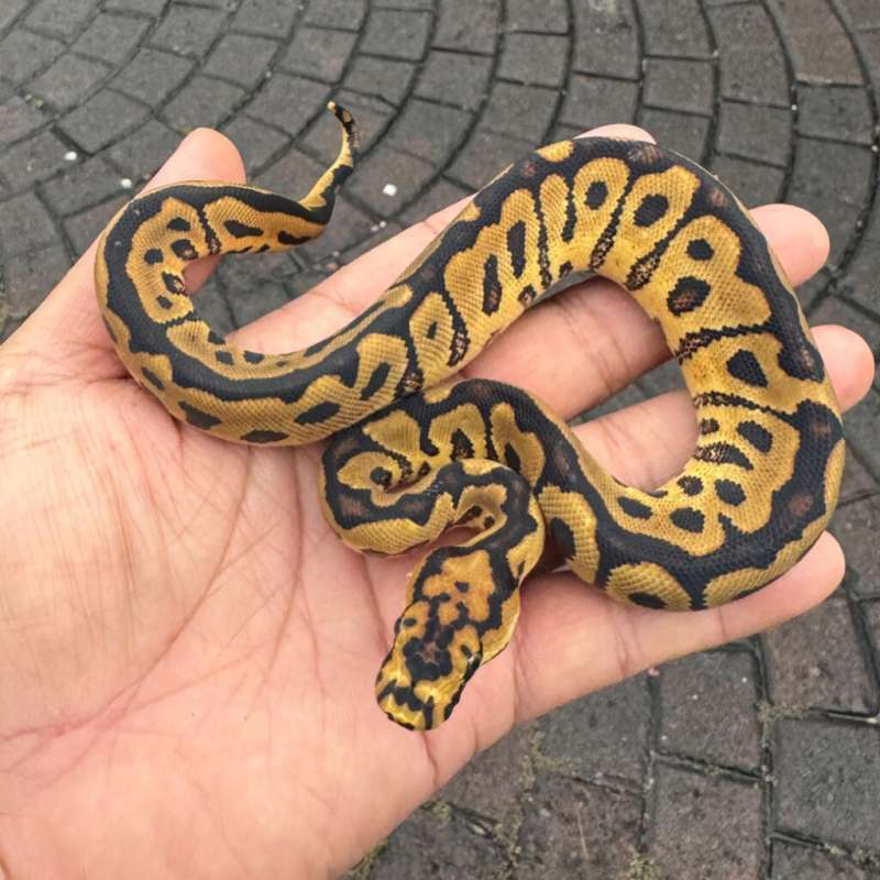 Spotnose pastel clown