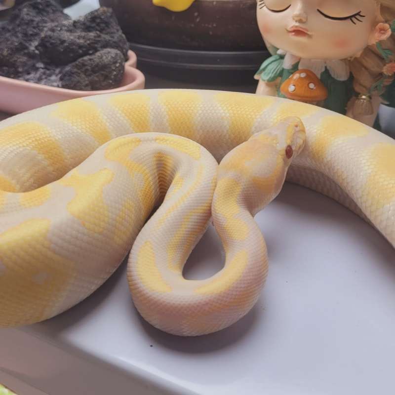 Lavender het DG ph Clown