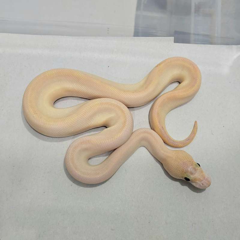 Ivory Clown (RARE ITEMS)