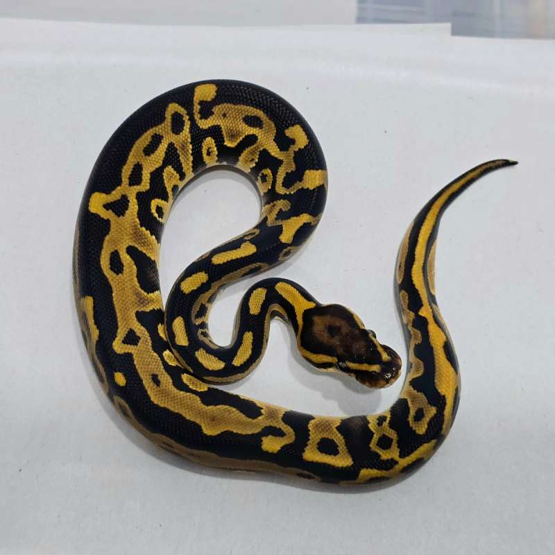 F Leopard triple het Hypo DG Clown (RAREEEE)