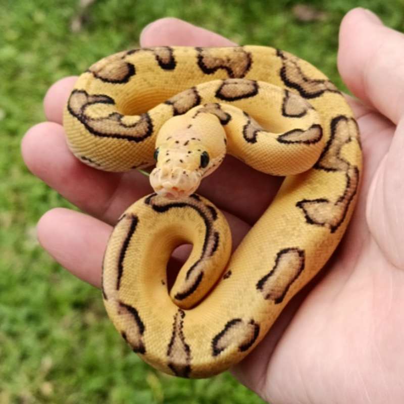 M Pastel Enchi Clown Poss Fire Blade [25C1204]