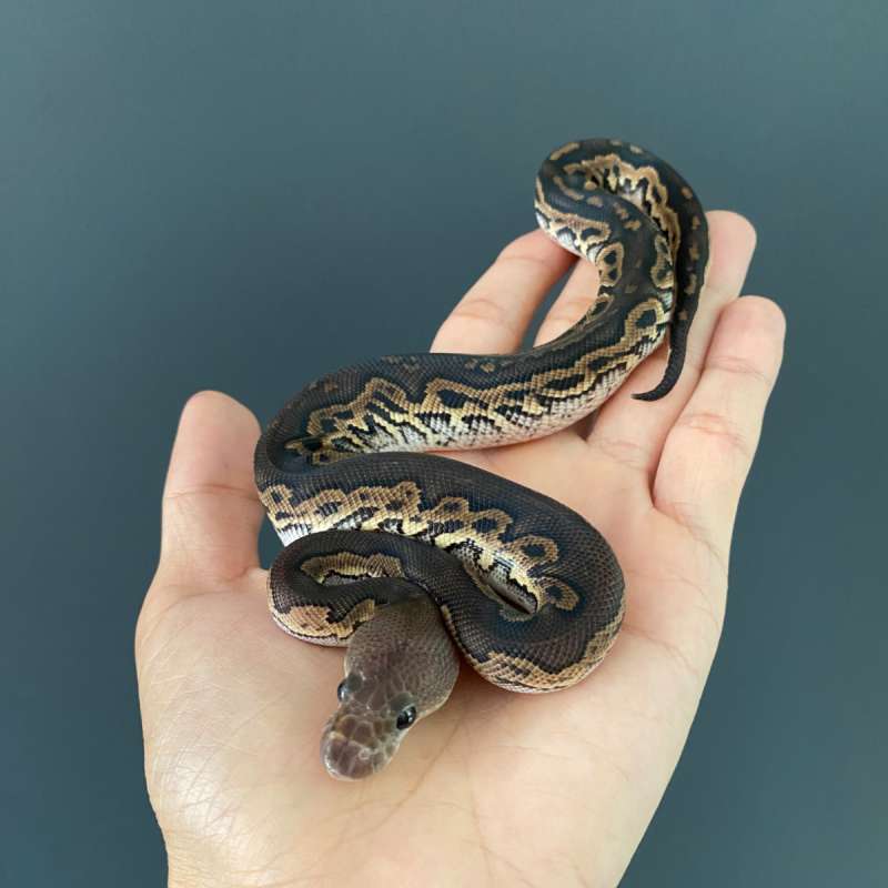 Black Pastel Leopard Clown