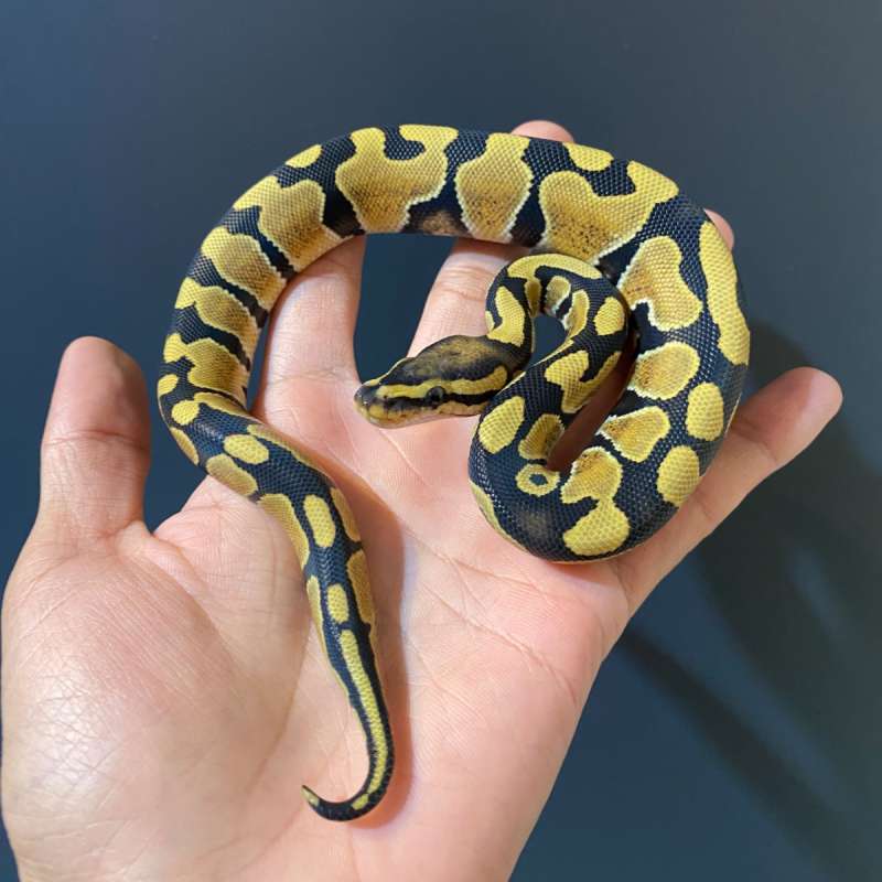 Desert Ghost het Clown