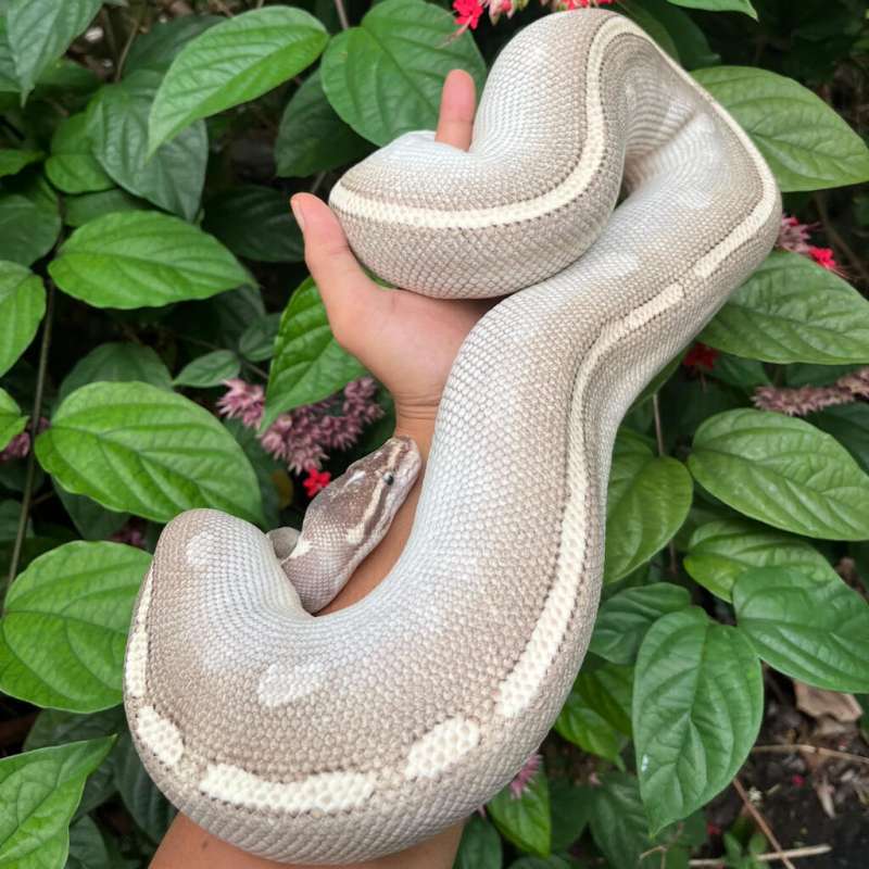 Female Purple Passion Proven