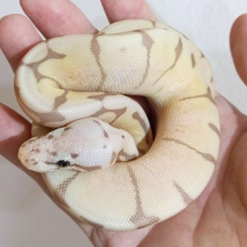 [Unsexed] F Banana (Enchi) Bumblebee Pos Leopard 66% ph Clown[25C1502]