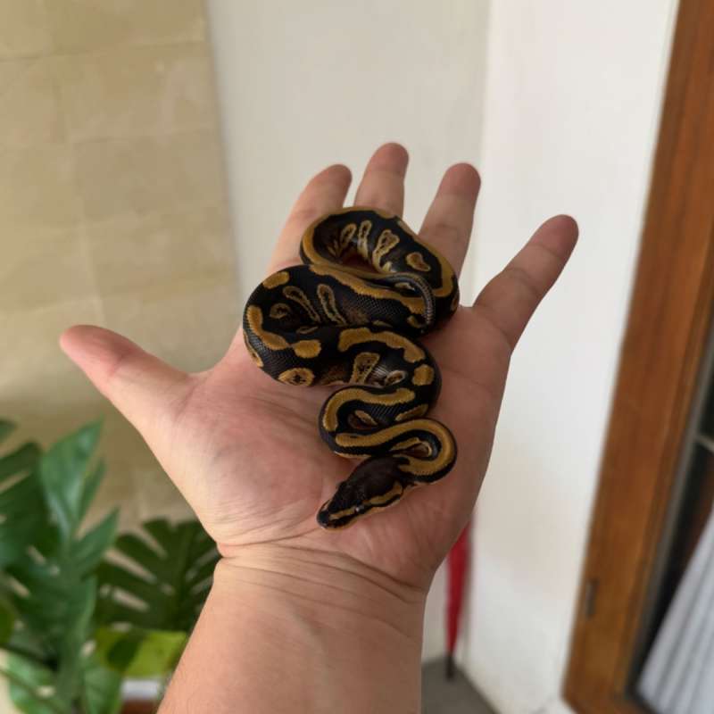 Wookie DH Pied Clown M