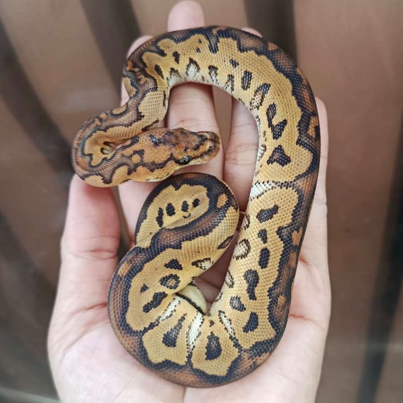 Fire Clown poss Leopard