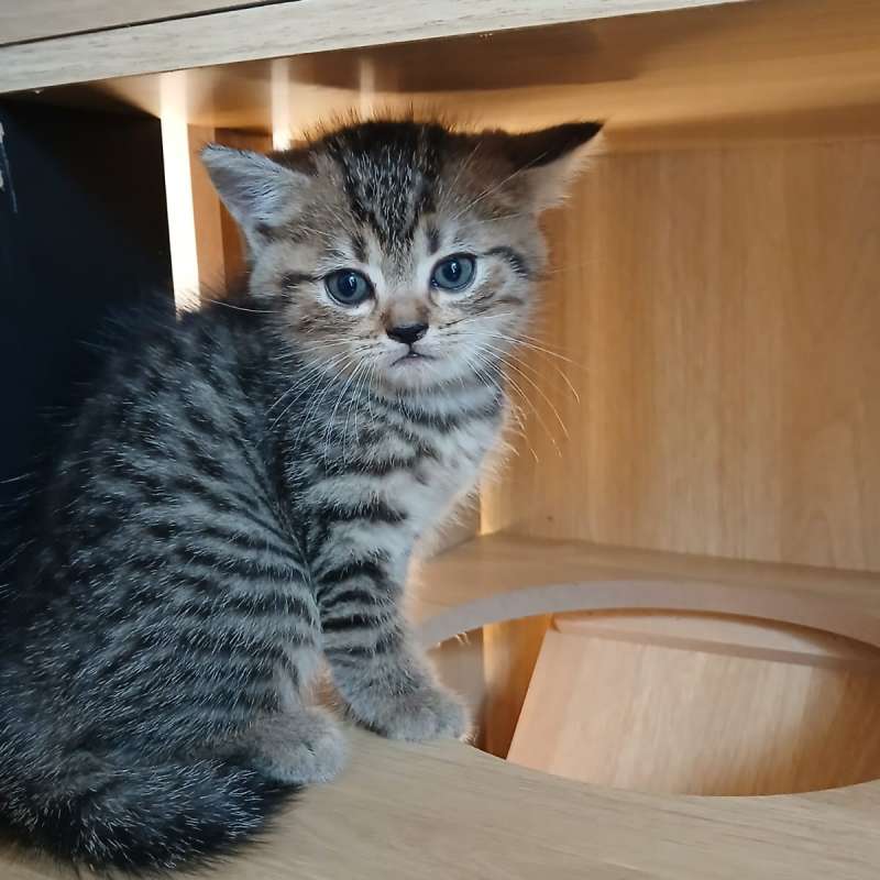 Kucing kitten British Shorthair Golden black Tabby