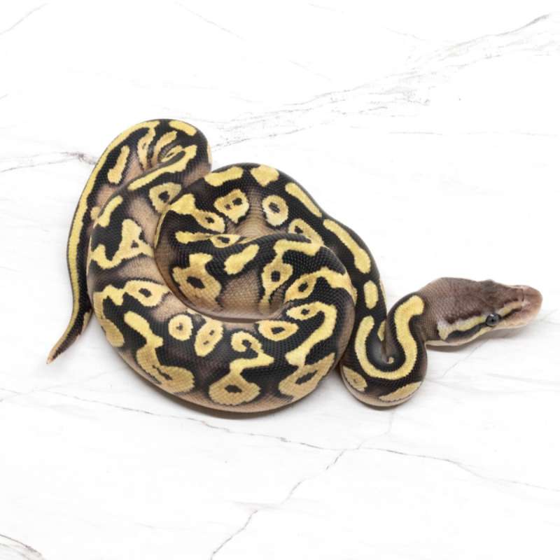 Mojave Pastel 66% DH Lavender Pied