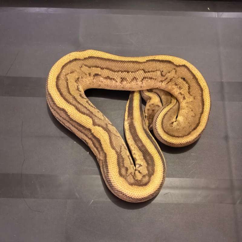 ( Adult ) Leopard Super Stripe Het DG Ph Clown