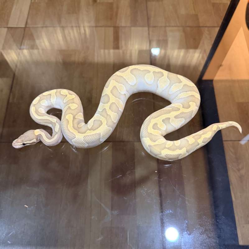 Chocolate lesser enchi hypo