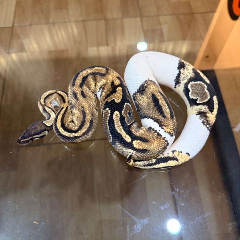 Pied het axanthic paradox