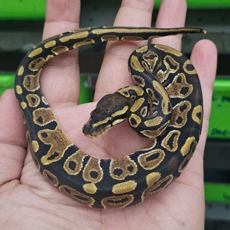 HET ALBINO